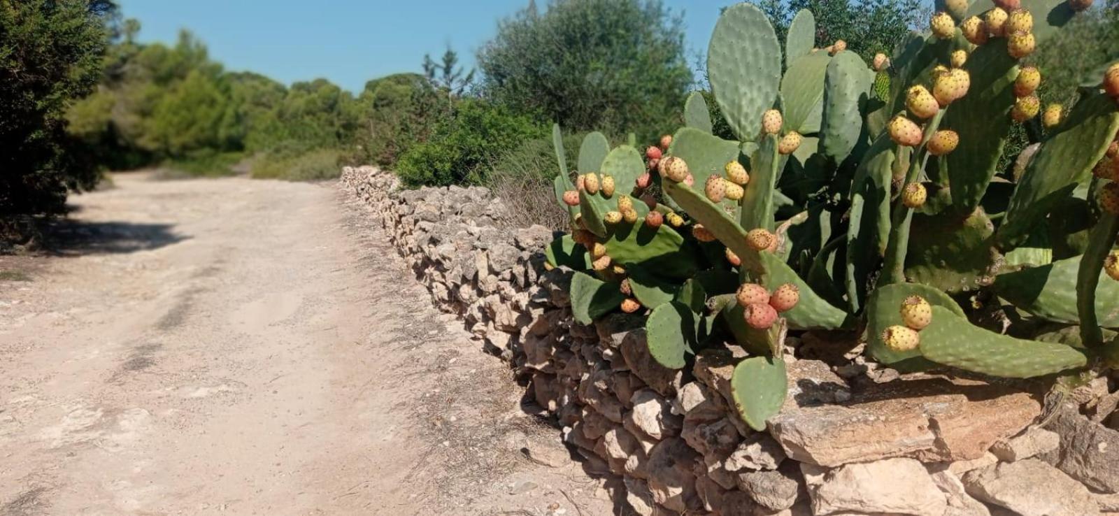 Estudio Cala Saona Kültér fotó